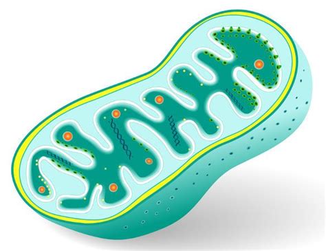 Mitocôndrias o que são funções constituição Biologia Net