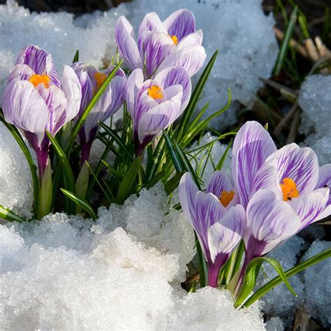 Growing Crocus: How To Plant and Care For Crocus Flowers - Homestead Acres