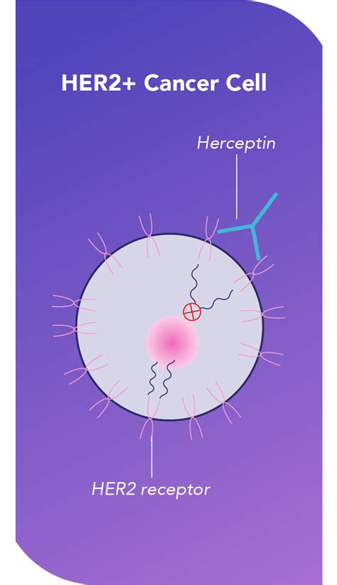 How Herceptin® (trastuzumab) is Thought To Work | Herceptin ...