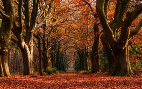 Sunlight Trees Landscape Colorful Forest Fall Leaves Nature