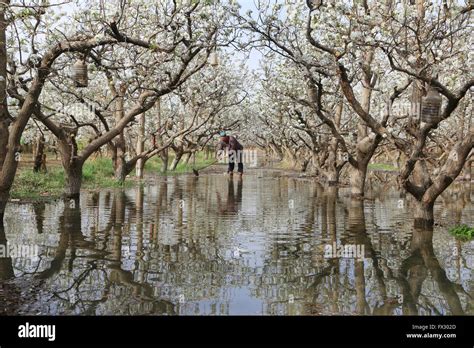 Yuli China S Xinjiang Uygur Autonomous Region Th Apr Farmer