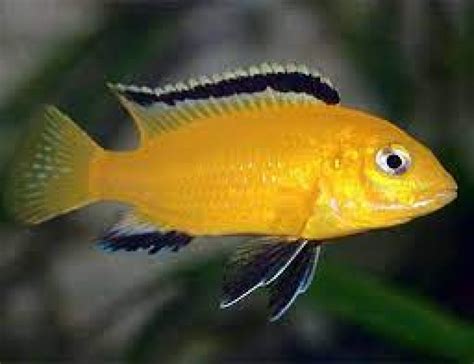 Juvenile Electric Yellow Cichlid - FishTank NZ