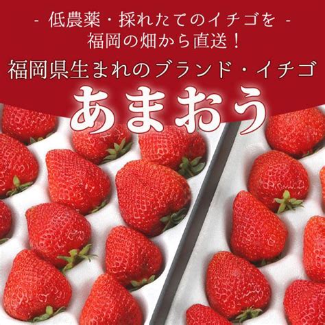 12月分予約 低農薬 福岡 あまおう 苺 いちご 贈答用 2パック 540g 大粒 産地直送 ギフト Sss Ama Ike Ama01