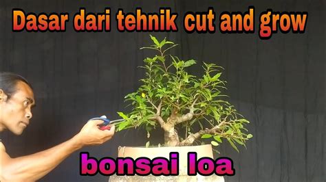 Tahapan Membuat Bonsai Loa Dengan Tehnik Cut And Grow Youtube