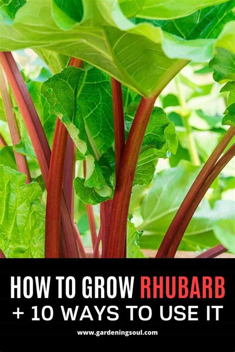 How To Grow Rhubarb 10 Ways To Use It