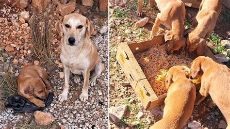 Antalya da vahşet 4 yavru köpeğin kulak ve kuyruklarını kestiler Son