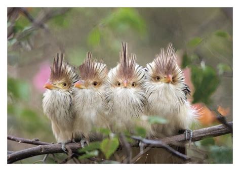 birds tag palm press