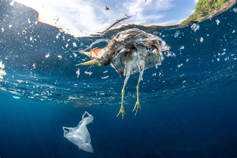 Animais Sofrem Com Plástico Nos Oceanos 14 04 2019 Ambiente