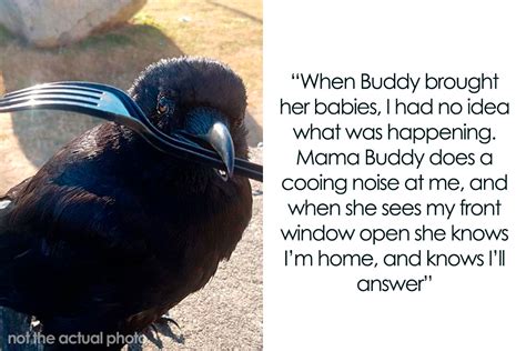 Woman Befriends Crow For Over 3 Years Until One Day She Brings Her ...