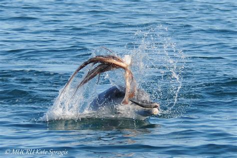 Bottlenose Dolphin Prey