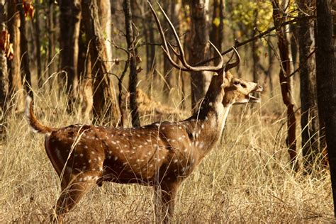 TADOBA NATIONAL PARK - DMC