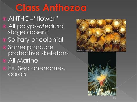 Cnidarians Phylum Cnidaria “stinging Cell” Hollow Gut Coel Ppt