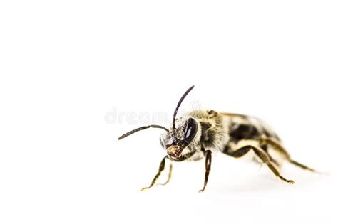 Beetle is Isolated on White Stock Image - Image of armor, grass: 55785821