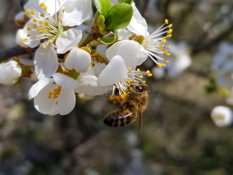 La Abeja Recolecta Néctar En Las Flores De Manzana Blanca Floreciente