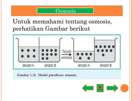 Laporan Percobaan Osmosis Dan Difusi