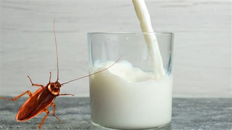 Estos Son Los Beneficios De La Leche De Cucaracha🪳🥛