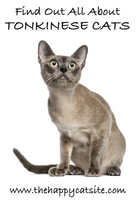 Tonkinese Cat A Complete Guide To This Unusual Breed