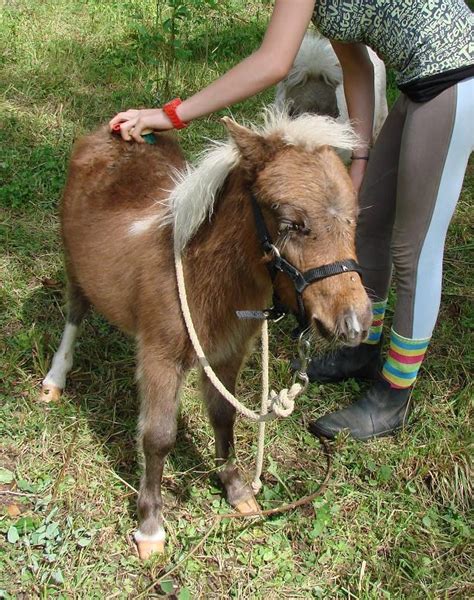 A Vendre Poulain Pie Bai Silver Pp Cheval Miniature VENDU