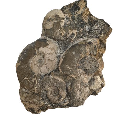 Cluster of ammonites Oxford Clay England | Art Deco Fossils