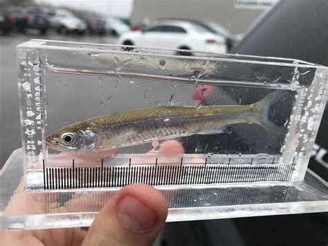 What fish is this? Maybe a Golden Shiner? Ontario waters. Cold water