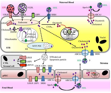 Frontiers Physiology And Pathophysiology Of Steroid Biosynthesis Transport And Metabolism In