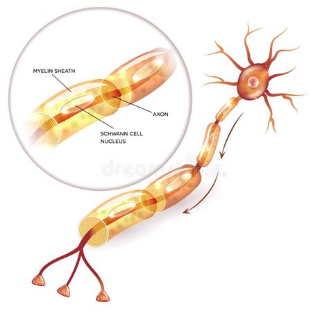 Illustration De L Anatomie Des Neurones Infographie Vectorielle Neuron