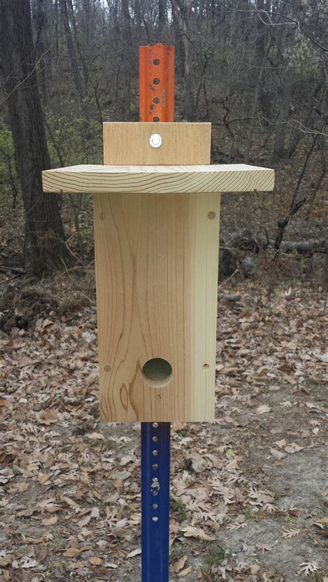 Raw Cedar Songbird Roosting Box With Cleanout X Etsy