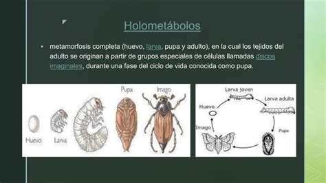 Metamorfosis De Losinsectos Ppt Descarga Gratuita