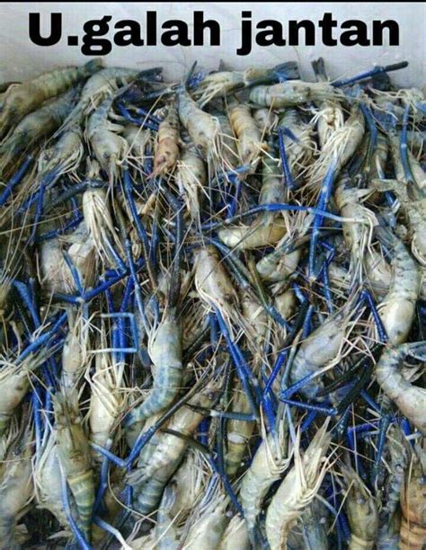 Udang Galah Viral Rm Everything Else Others On Carousell