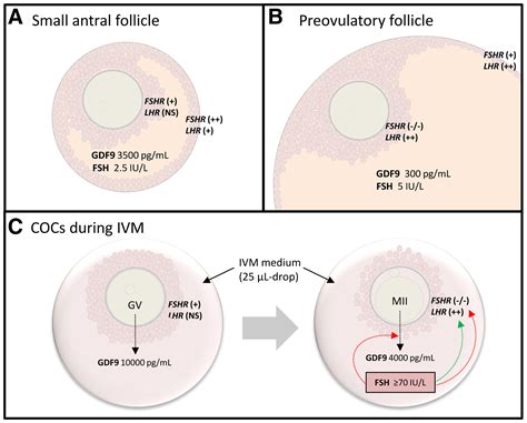 Future Potential Of In Vitro Maturation Including Fertility