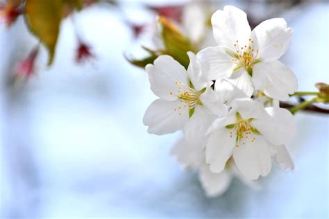 Fundo De Primavera Flor De Cerejeira Branca Linda Foto Premium