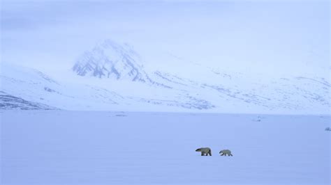 Polar Bear With Cub Cross The Fast Ice Svalbard 2023 Graham Boulnois