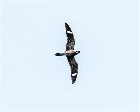 Common Nighthawk In Flight Kscs Resident Male Nighthawk N Flickr