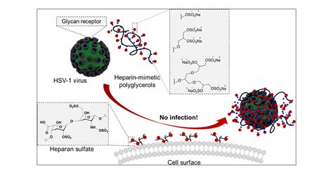 Inhibition Of Herpes Simplex Virus Type Attachment And Infection By