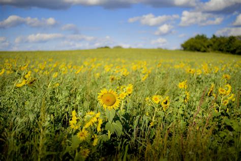 Sunflower Fields Forever — Eggs N Eats