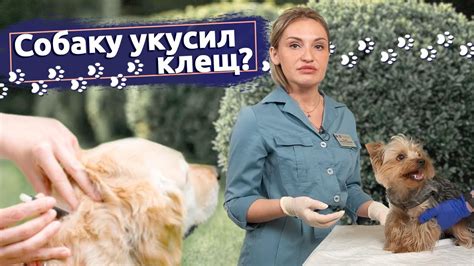Выявление симптомов энцефалита у собак: на что обратить внимание
