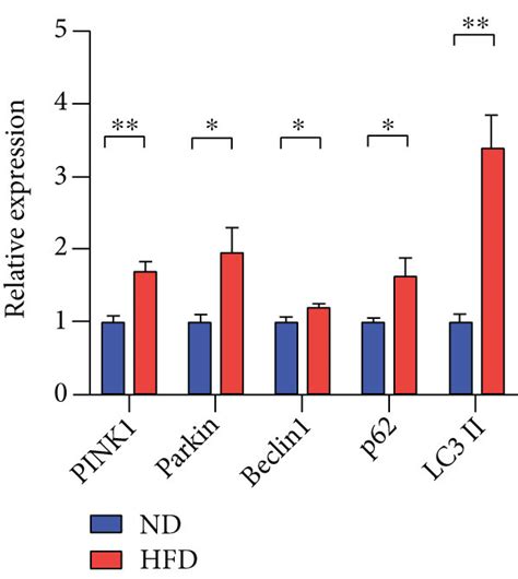 Expression Of Proteins Related To Mitophagy And Mitochondrial Download Scientific Diagram