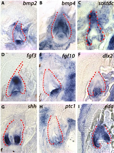 Expression Of Genes From The BMP AC FGF DF And Hh Pathways