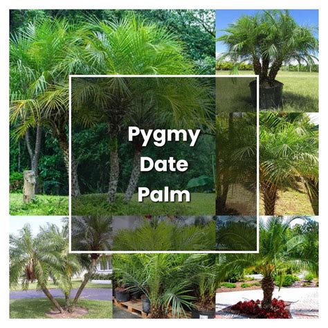 How To Grow Pygmy Date Palm Plant Care And Tips Norwichgardener