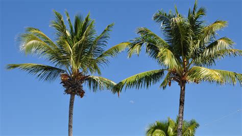 îles Marshall - Géolien
