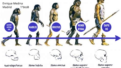 El Origen De La Vida Tipos De Hominidos Linea Del Tiempo Images