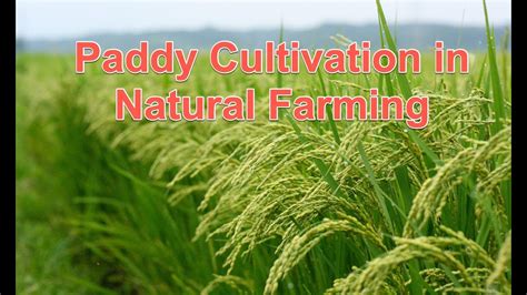 Natural Farming Paddy Cultivation Using SRI Method YouTube