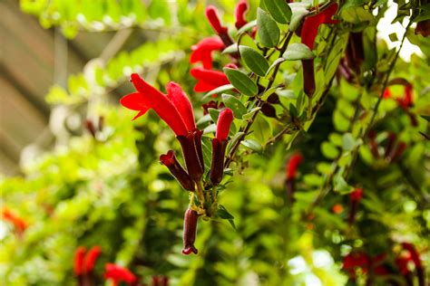 7 Fast Growing Hanging Basket Plants For Your Home Happysprout