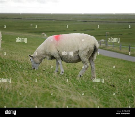 Vista lateral de una oveja sobre el paisaje Fotografía de stock Alamy