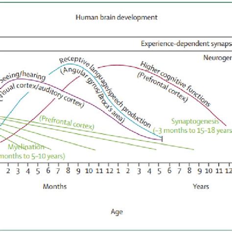 Human Brain Development Source Thompson Ra Nelson Ca Developmental