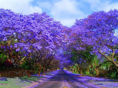 Driving Into Spring Trees Blooms Spring Drive Hd Wallpaper Pxfuel