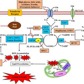 Role of iron in β cell ferroptotic signaling and therapeutic agents