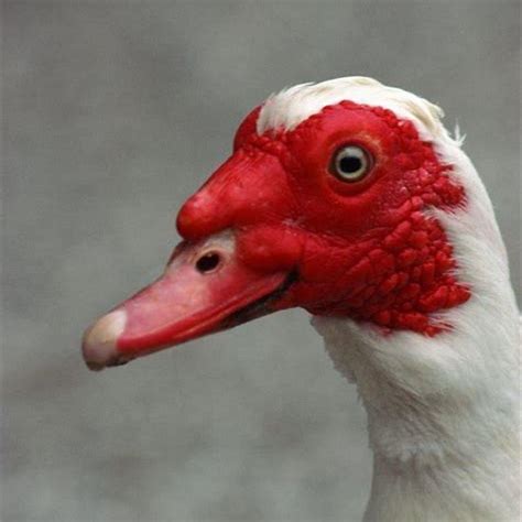 Are Muscovy Ducks A Problem Diy Seattle