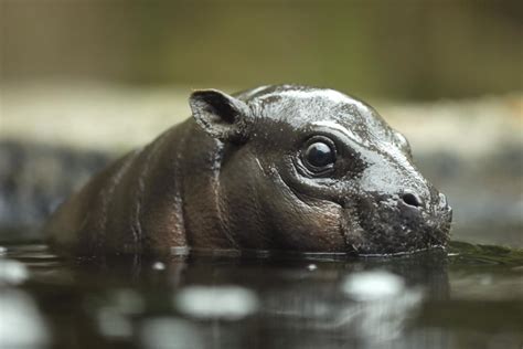 8 Facts About National Pygmy Hippo Day (April 8th) - Facts.net