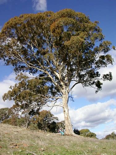 Eucalyptus Mellidora Yellow Box Tree Eucalyptus Mellidora Flickr